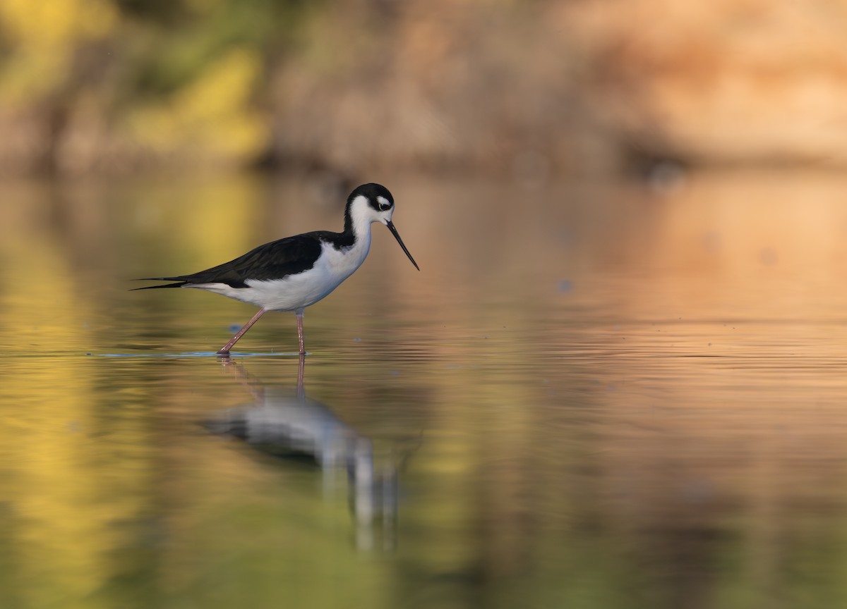 Кулик-довгоніг американський (підвид mexicanus) - ML644502655