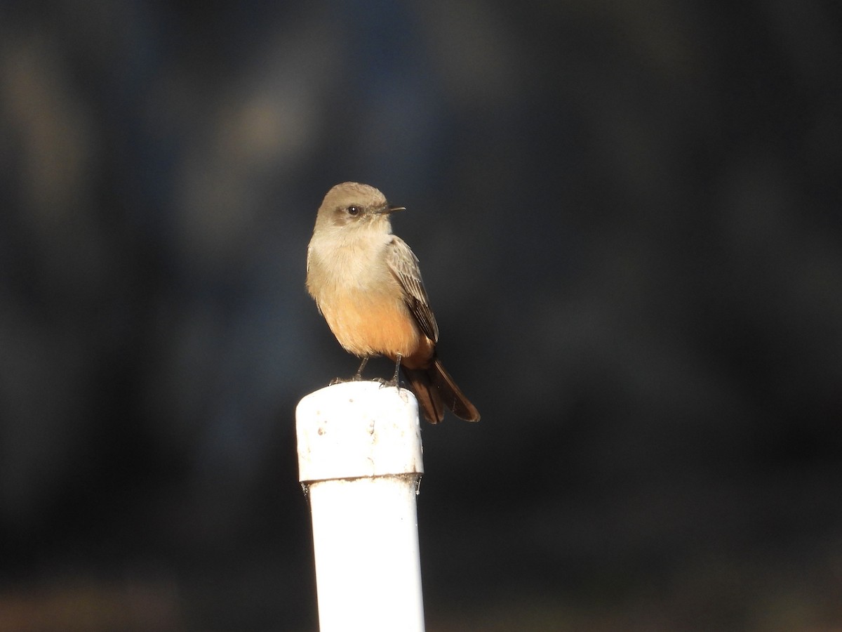 Say Fibisi - ML644502657