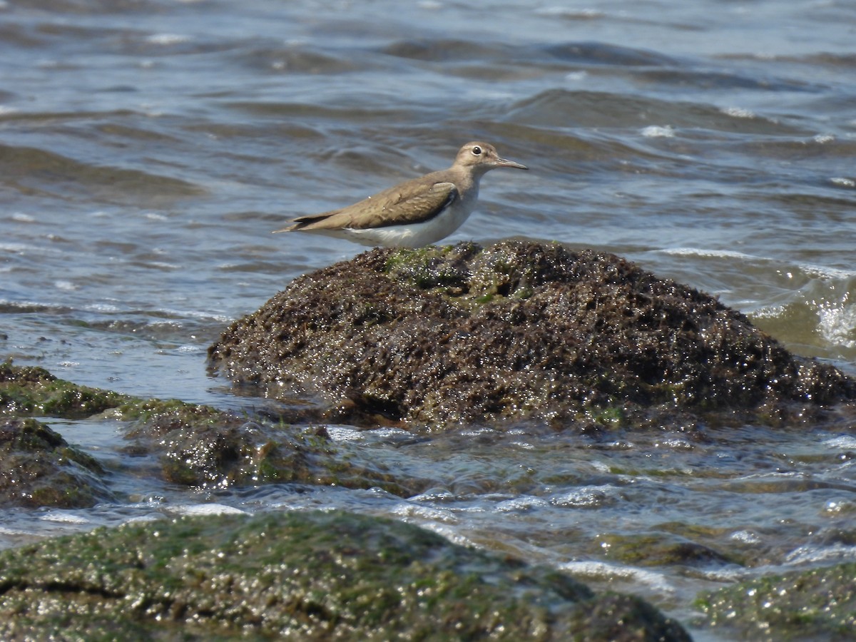 Spotted Sandpiper - ML644502660