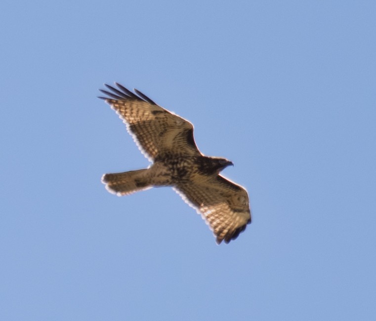 Poiana codarossa - ML644502662