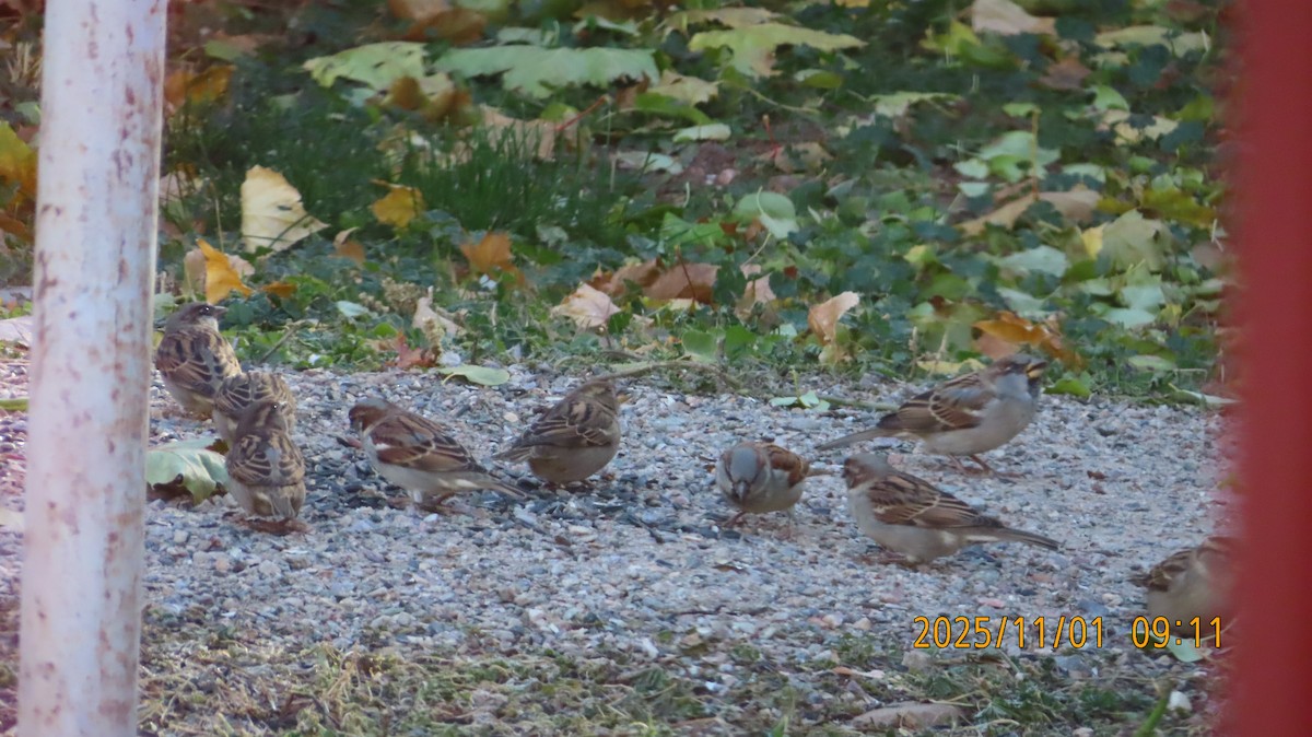 דרור הבית - ML644502668