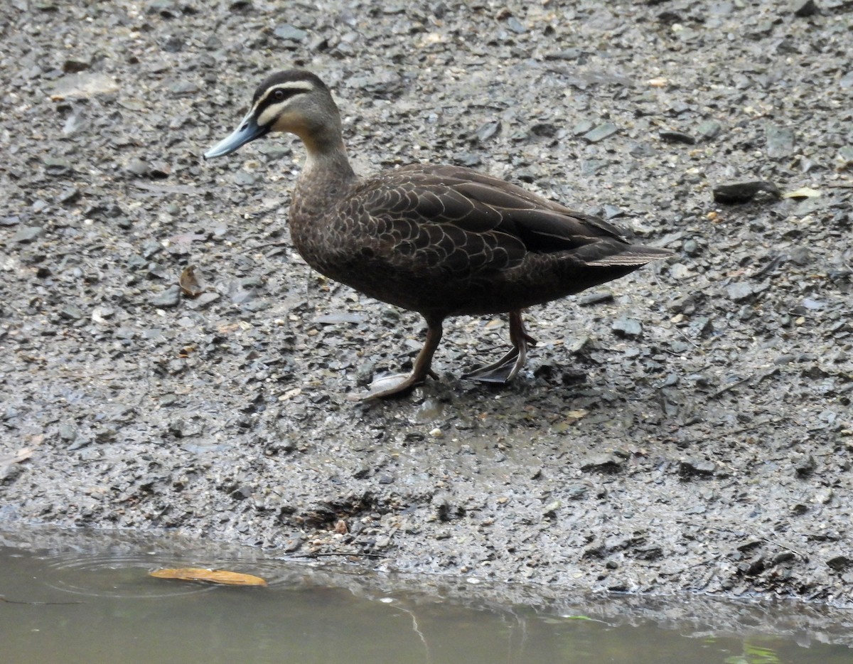 マミジロカルガモ - ML644502669