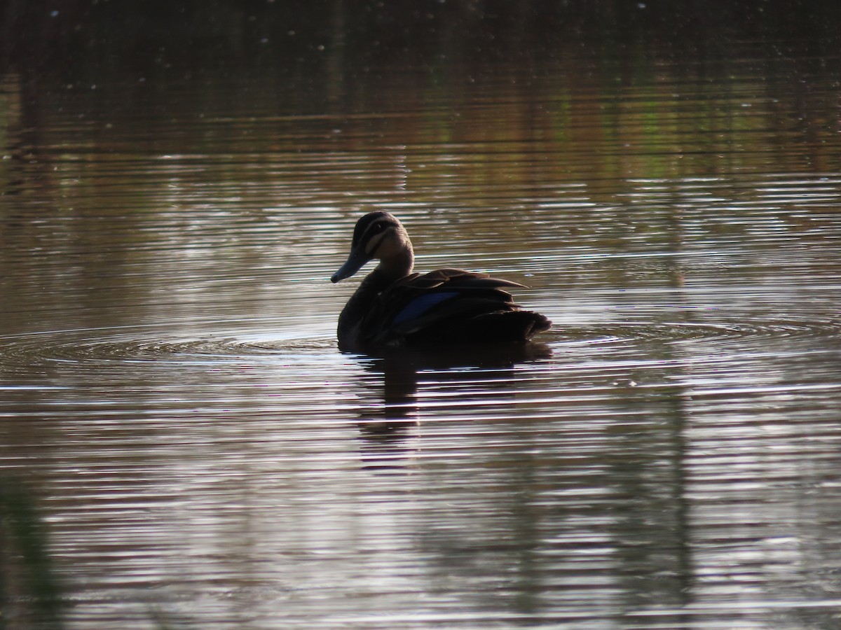 マミジロカルガモ - ML644502670