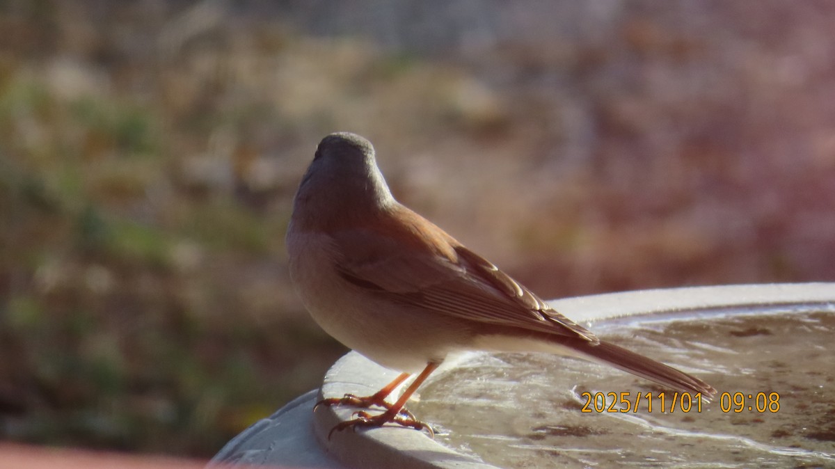 ユキヒメドリ（mearnsi） - ML644502675