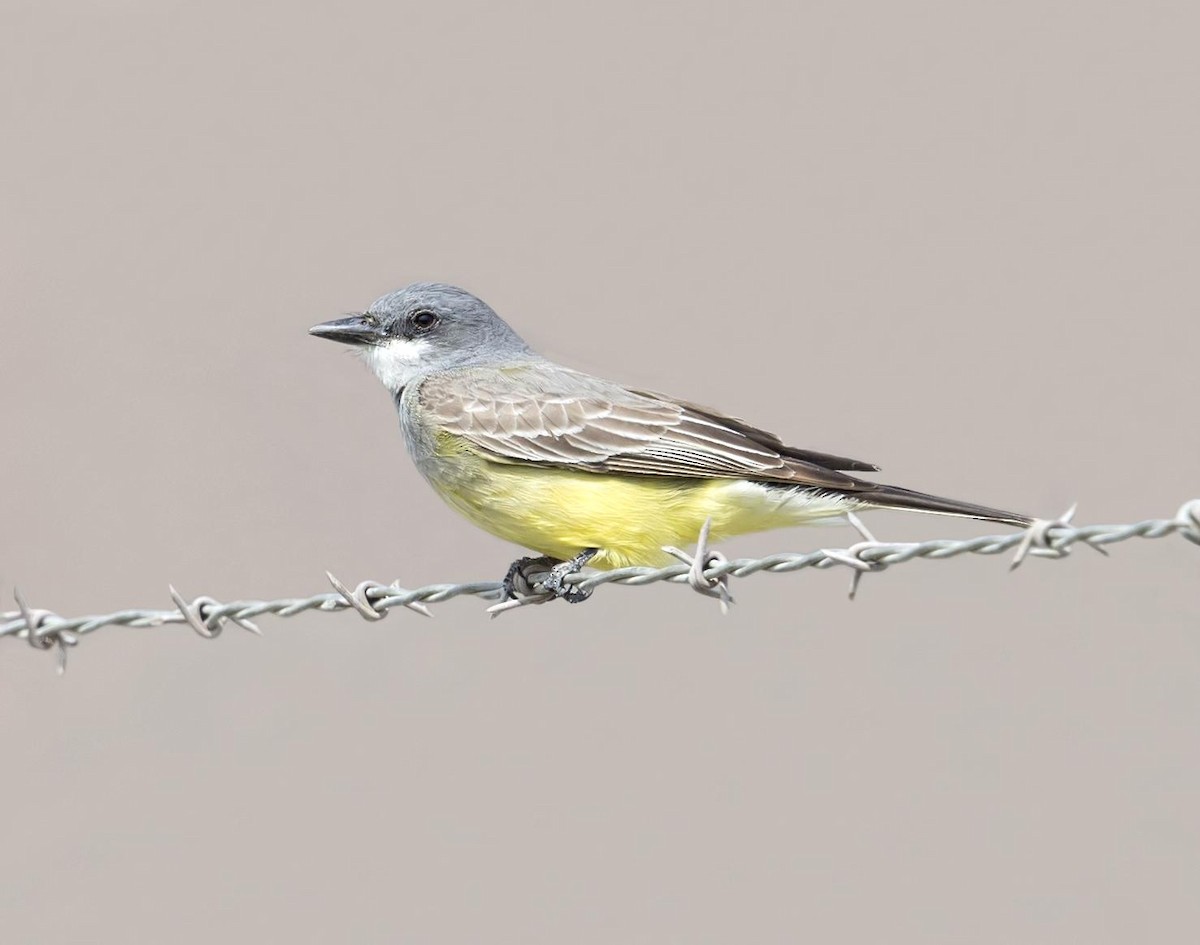 Tirano Gritón - ML644502676