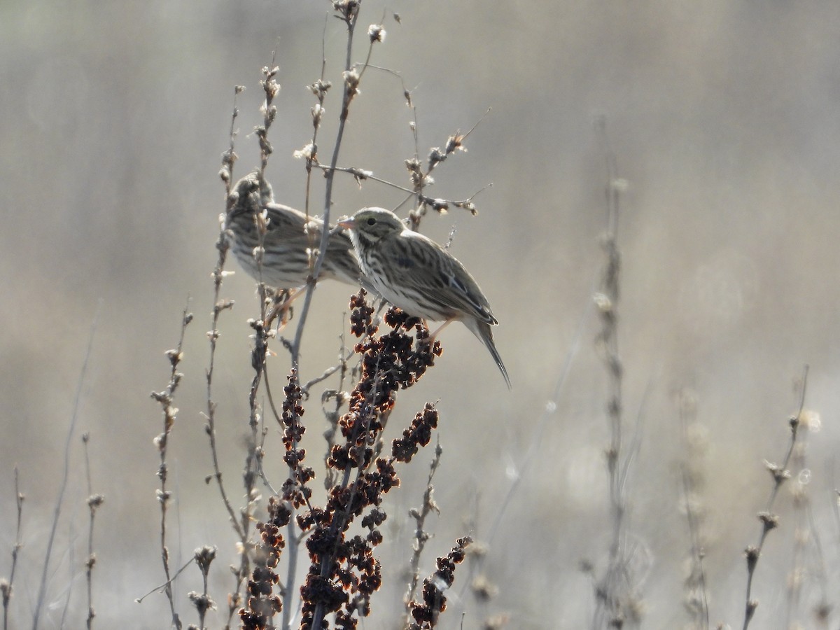 Savannah Serçesi - ML644502679