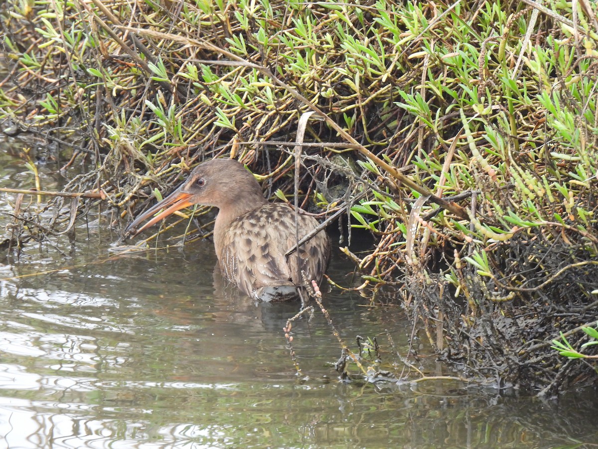 spartinarikse - ML644502683