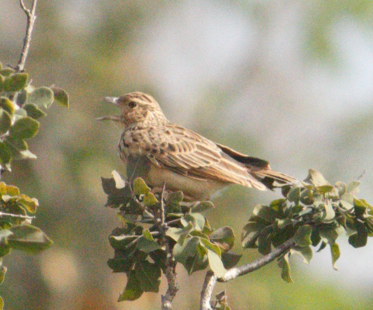 ghatslerke - ML644502689