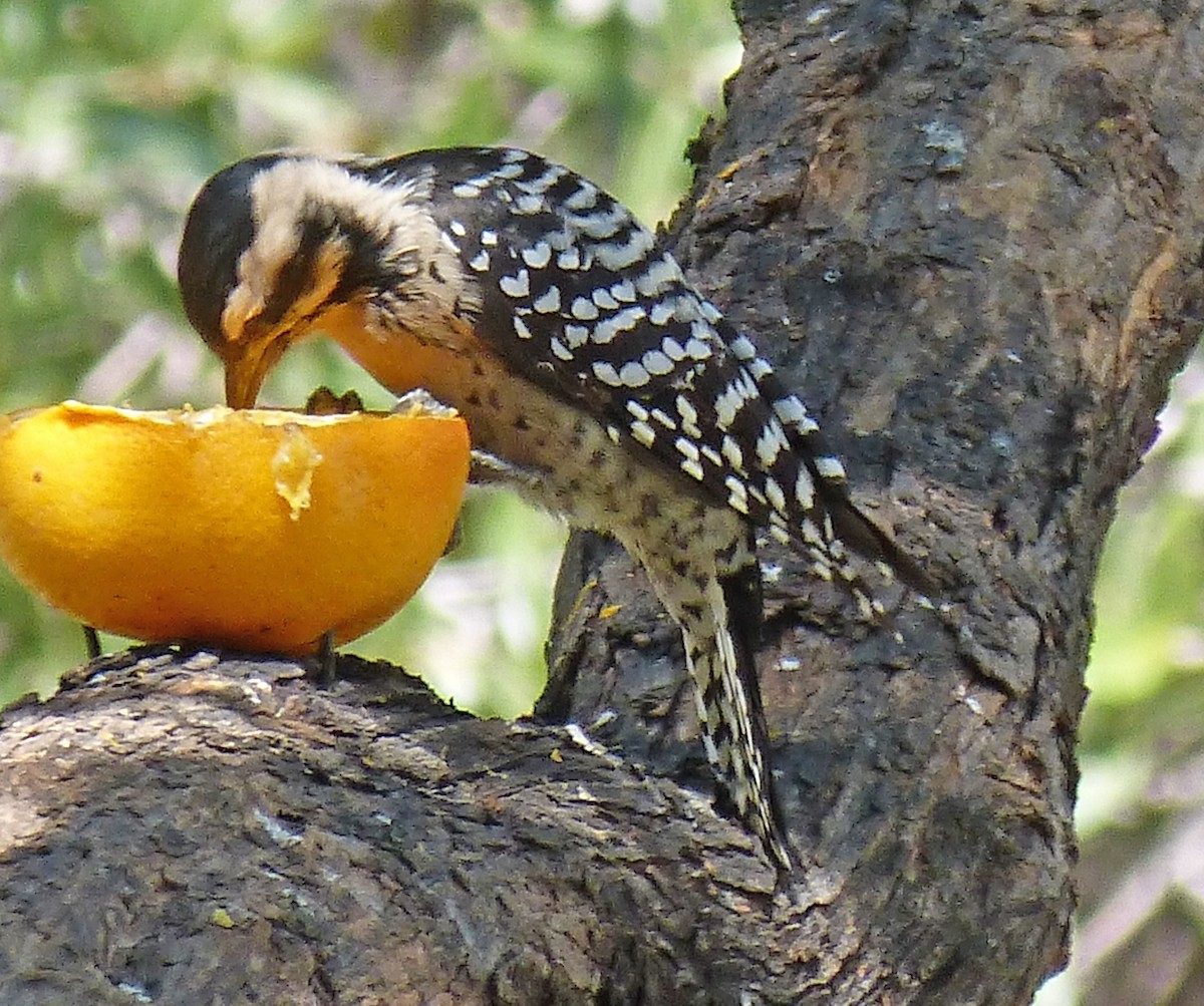 Pico Mexicano - ML644502695