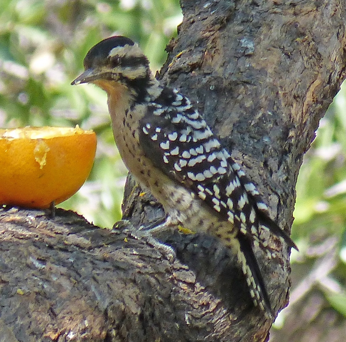 Pico Mexicano - ML644502696