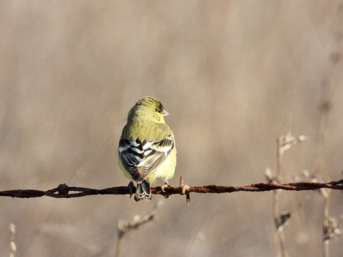 Sarı-Siyah İskete - ML644502699