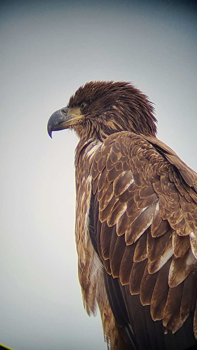 Bald Eagle - ML644502713