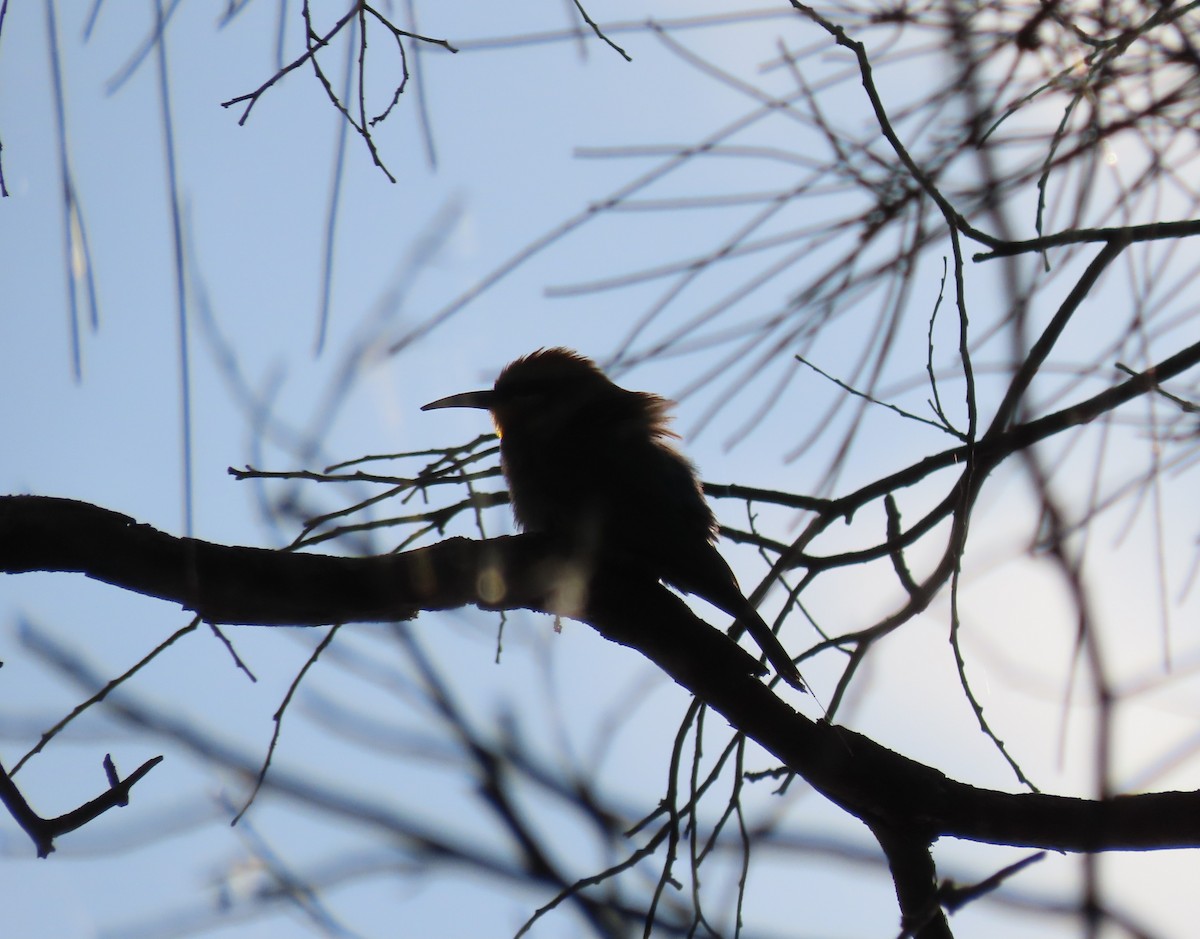 彩虹蜂虎 - ML644502714