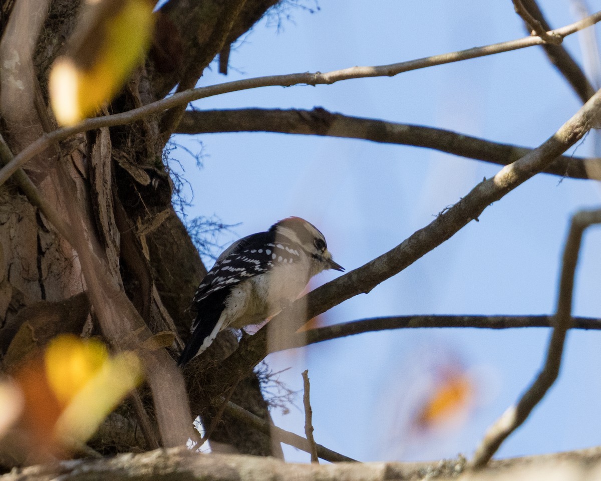 Downy Woodpecker - ML644502719