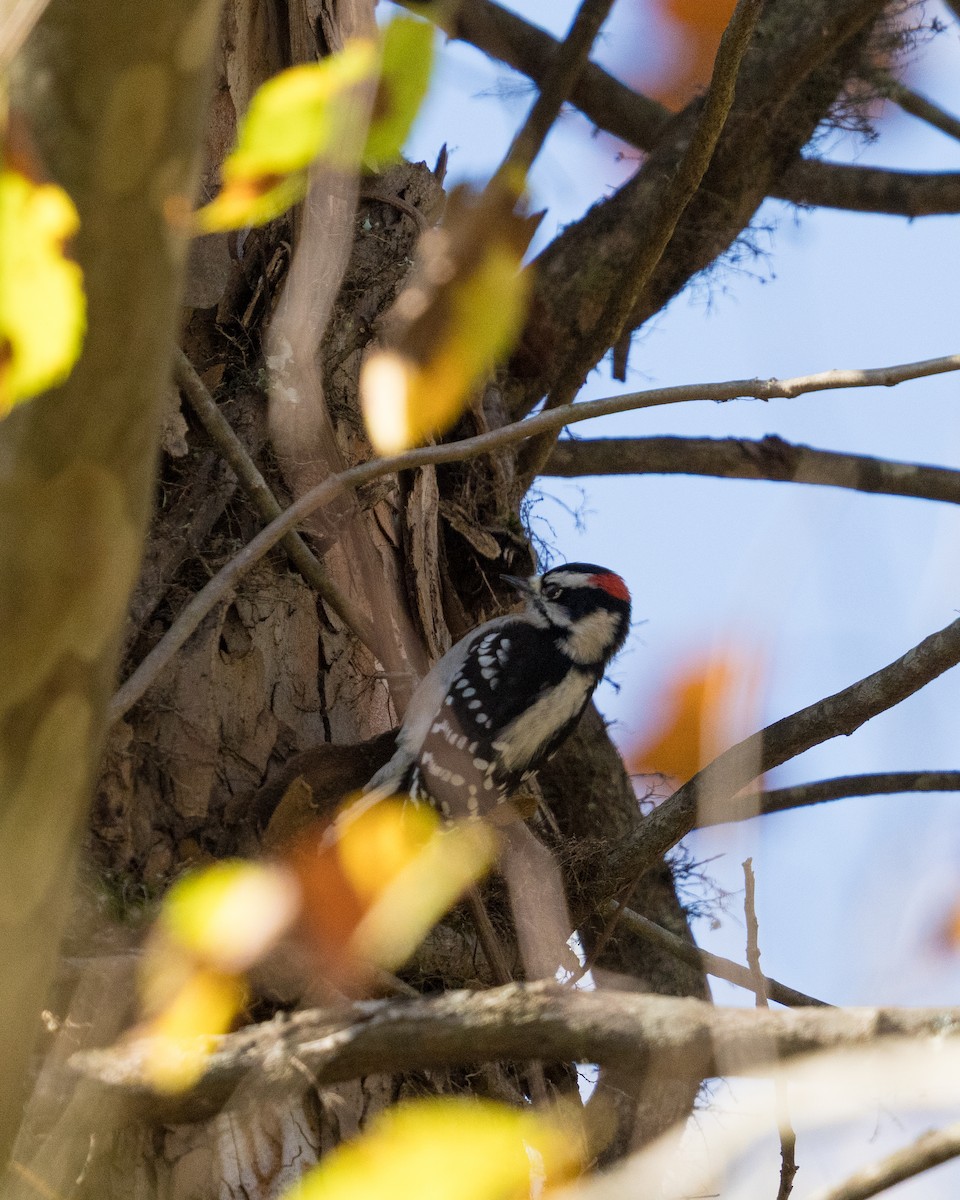 Downy Woodpecker - ML644502720