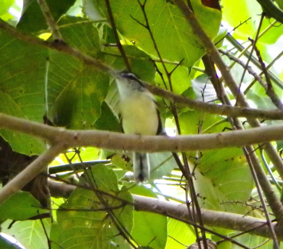 Rusty-winged Antwren - ML644502724