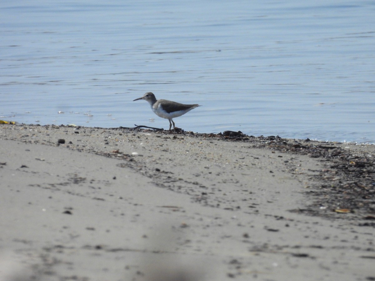 Spotted Sandpiper - ML644502725