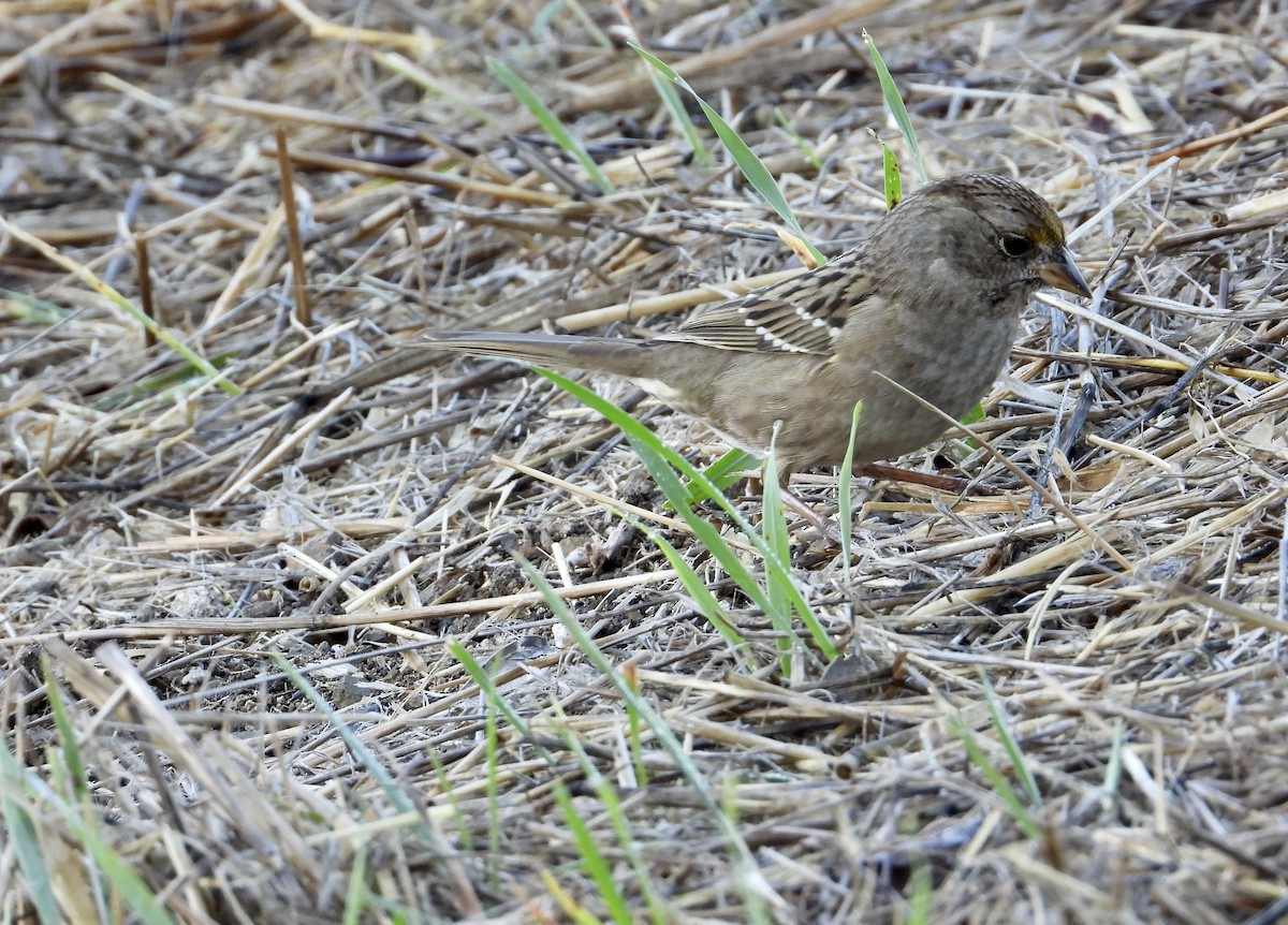 Sarı Tepeli Serçe - ML644502726