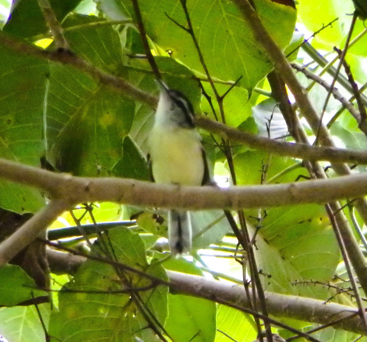 Rusty-winged Antwren - ML644502729