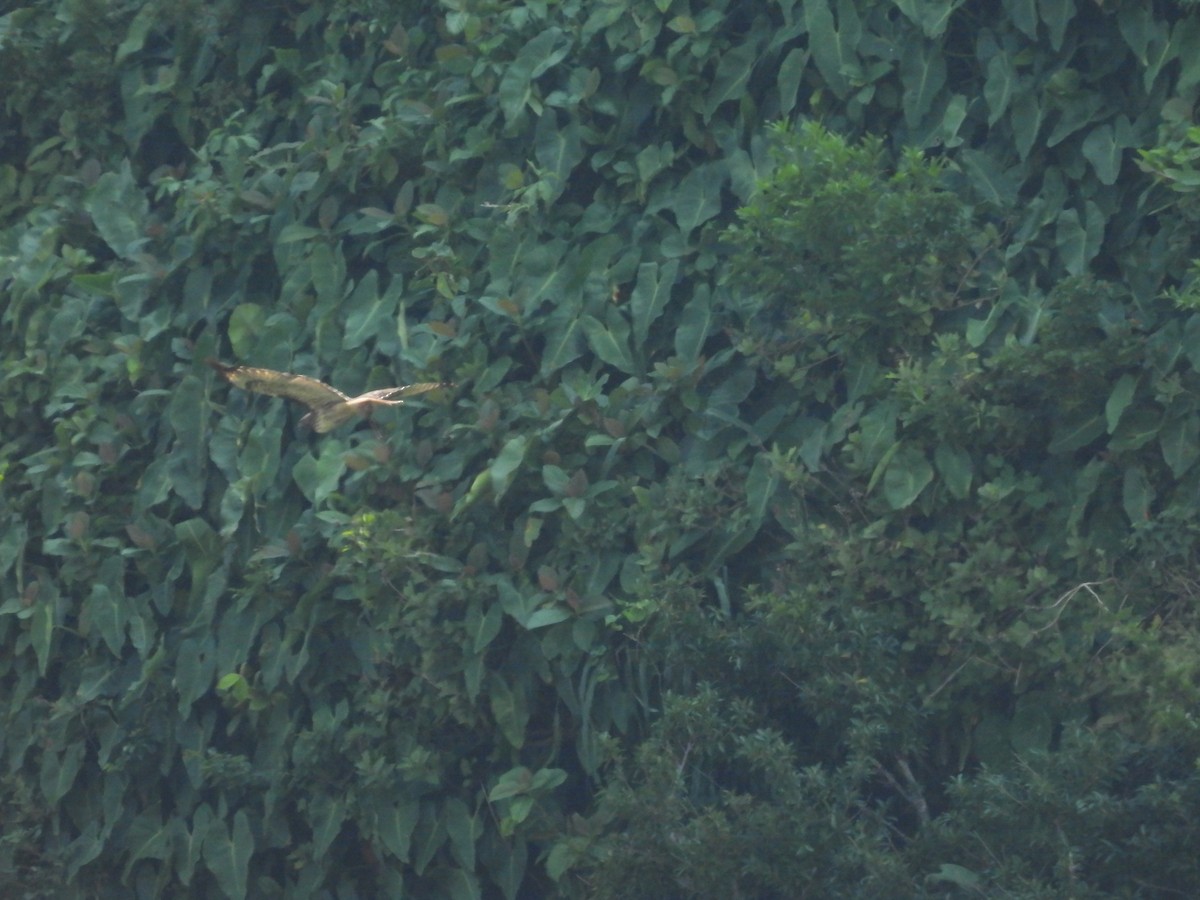 Poiana codarossa - ML644502731