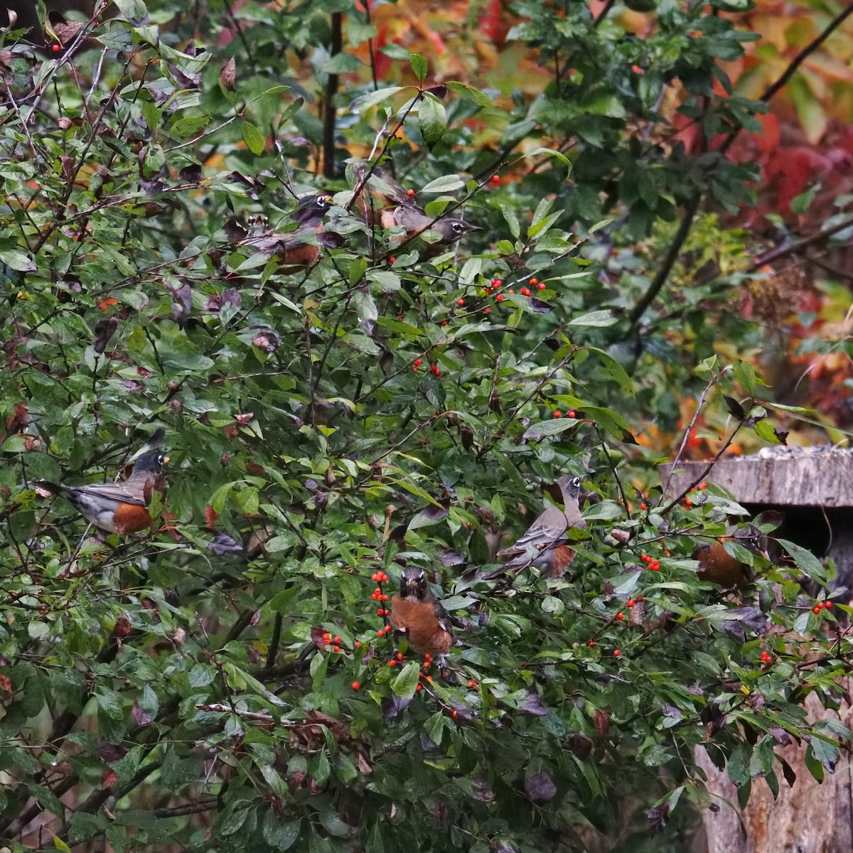 Zozo papargorria - ML644502735