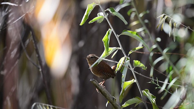 střízlík pacifický - ML644502738