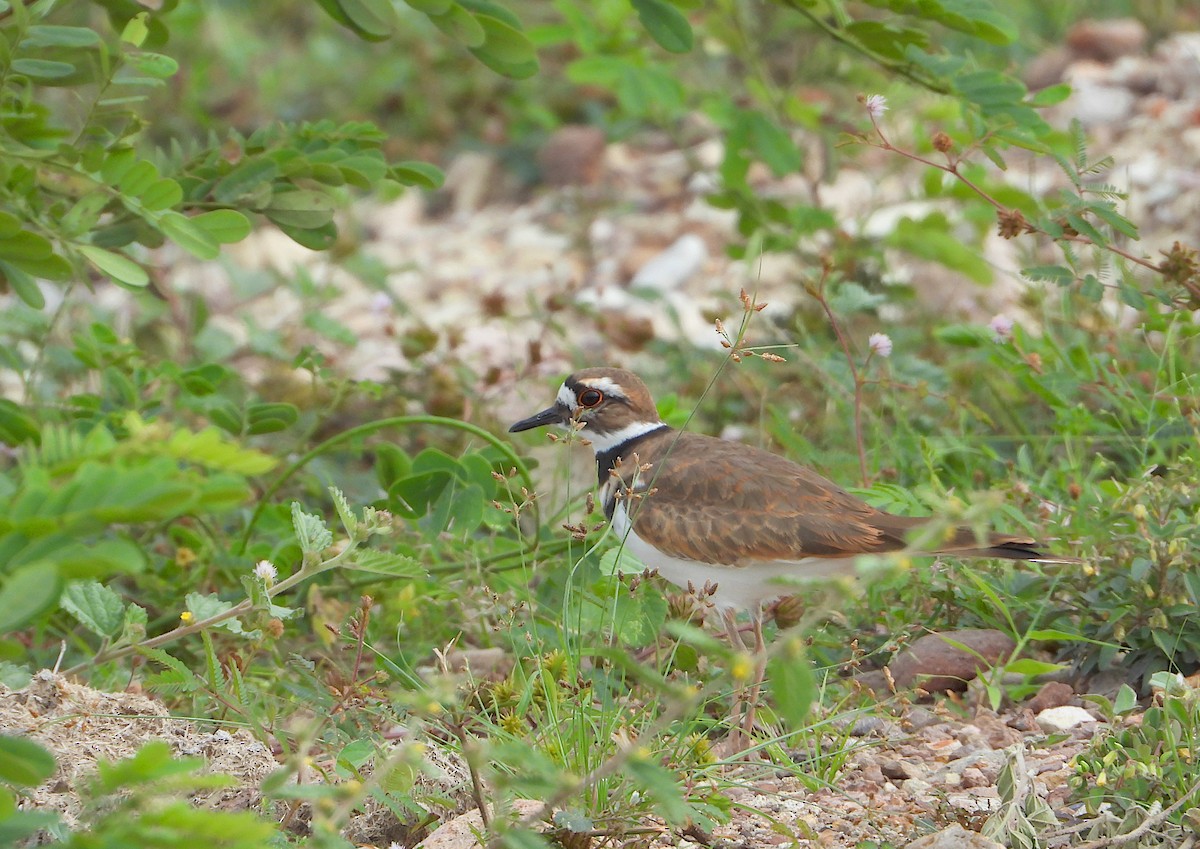 tobeltelo - ML644502740