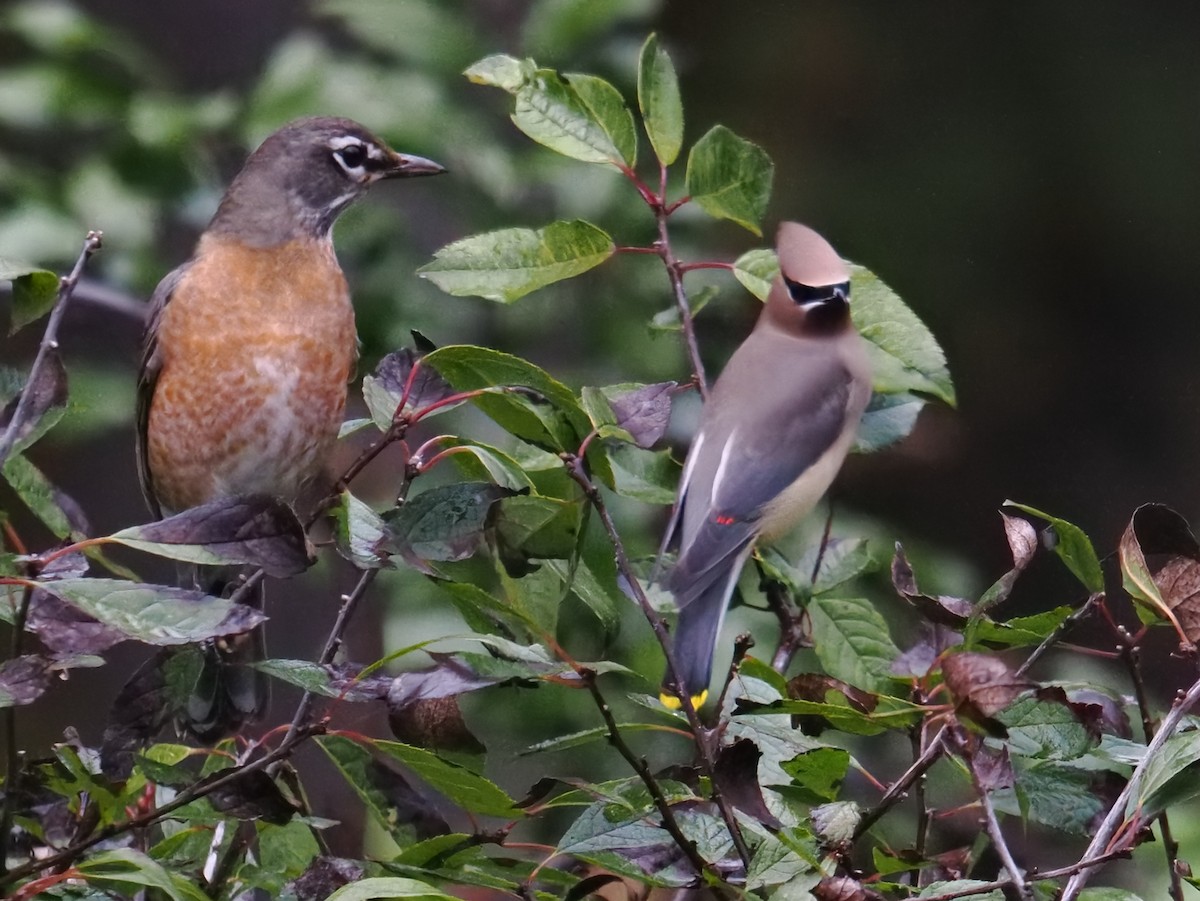 Zozo papargorria - ML644502742