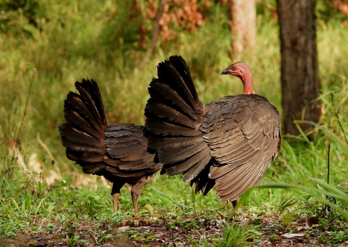 Australian Brushturkey - ML644502744