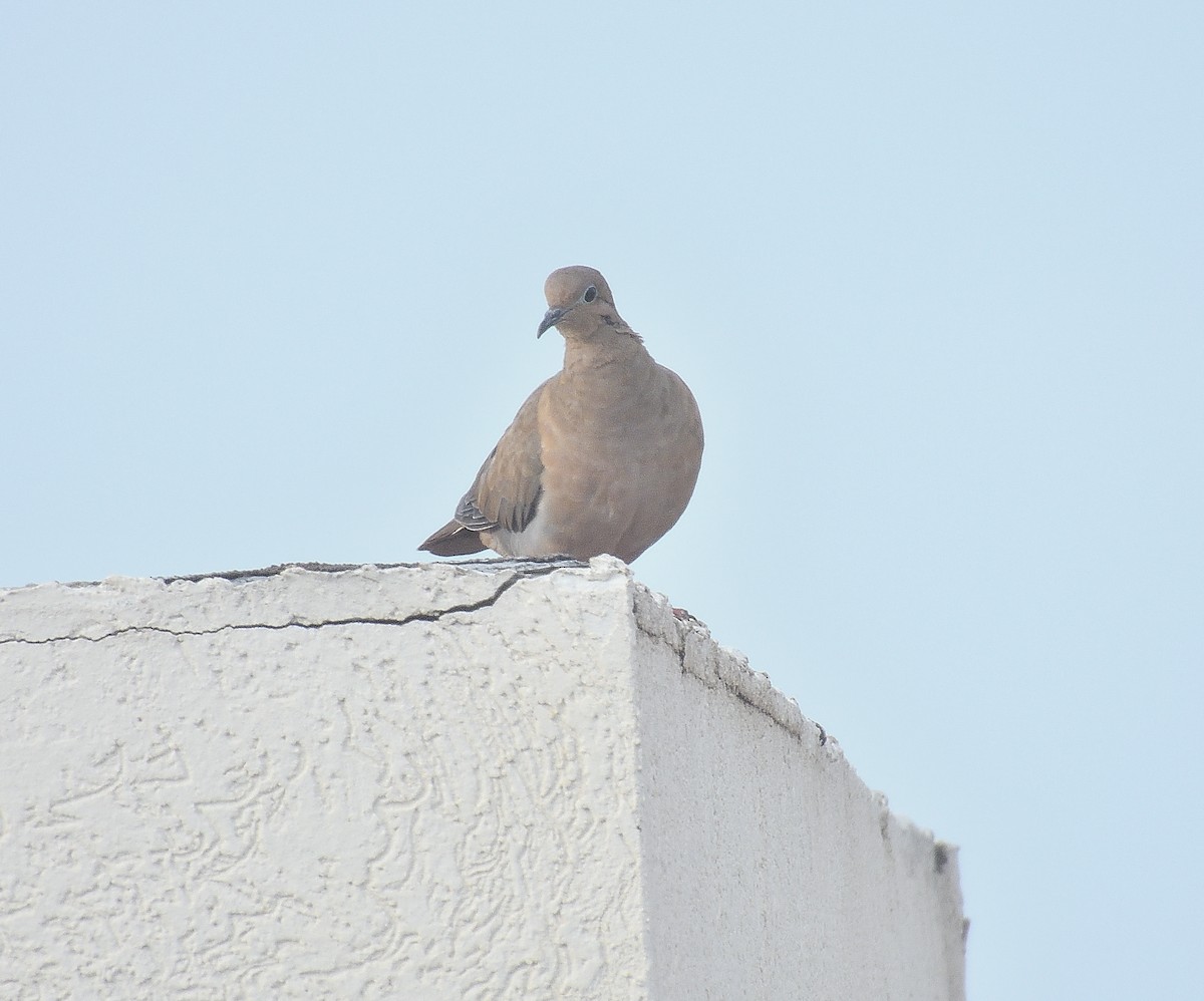 Eared Dove - ML644502749