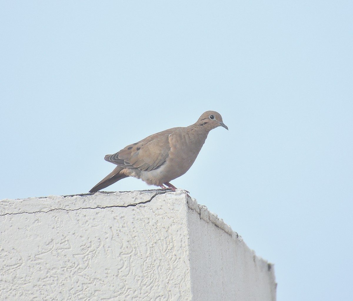 Eared Dove - ML644502750