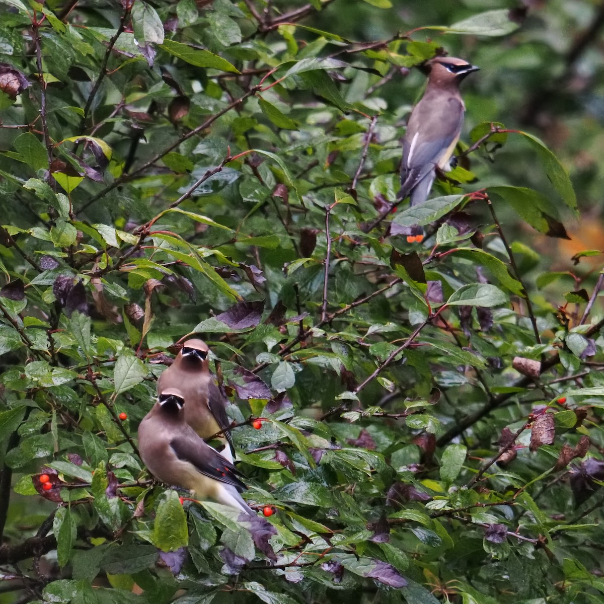 Buztanori amerikarra - ML644502756