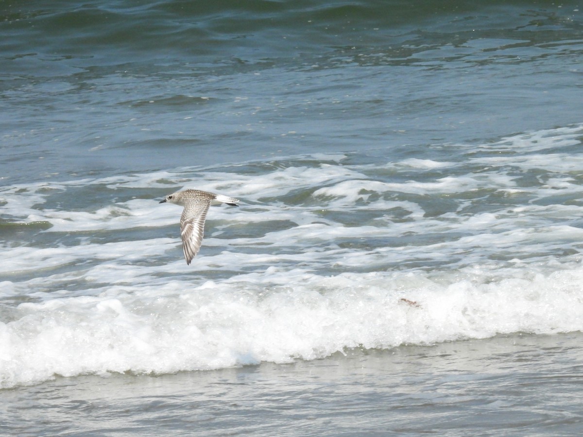 Pluvier argenté - ML644502757