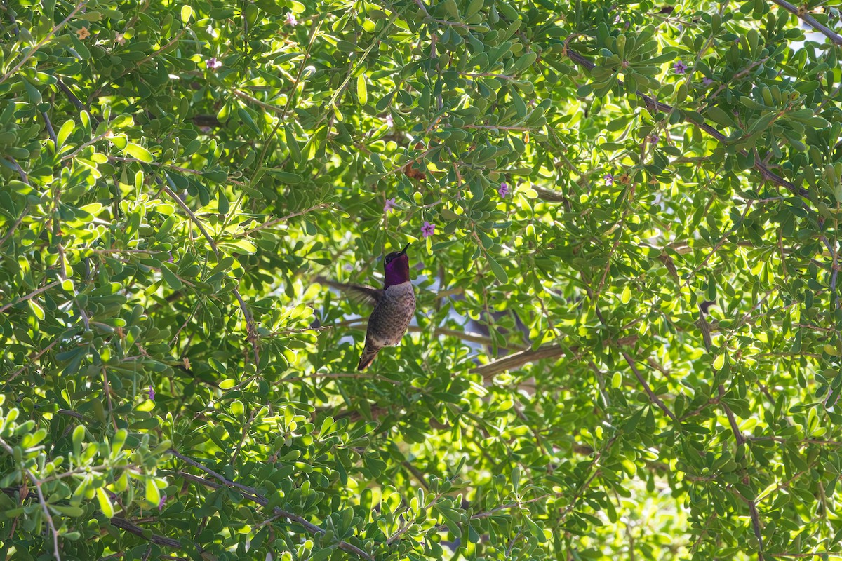 Anna's Hummingbird - ML644502758