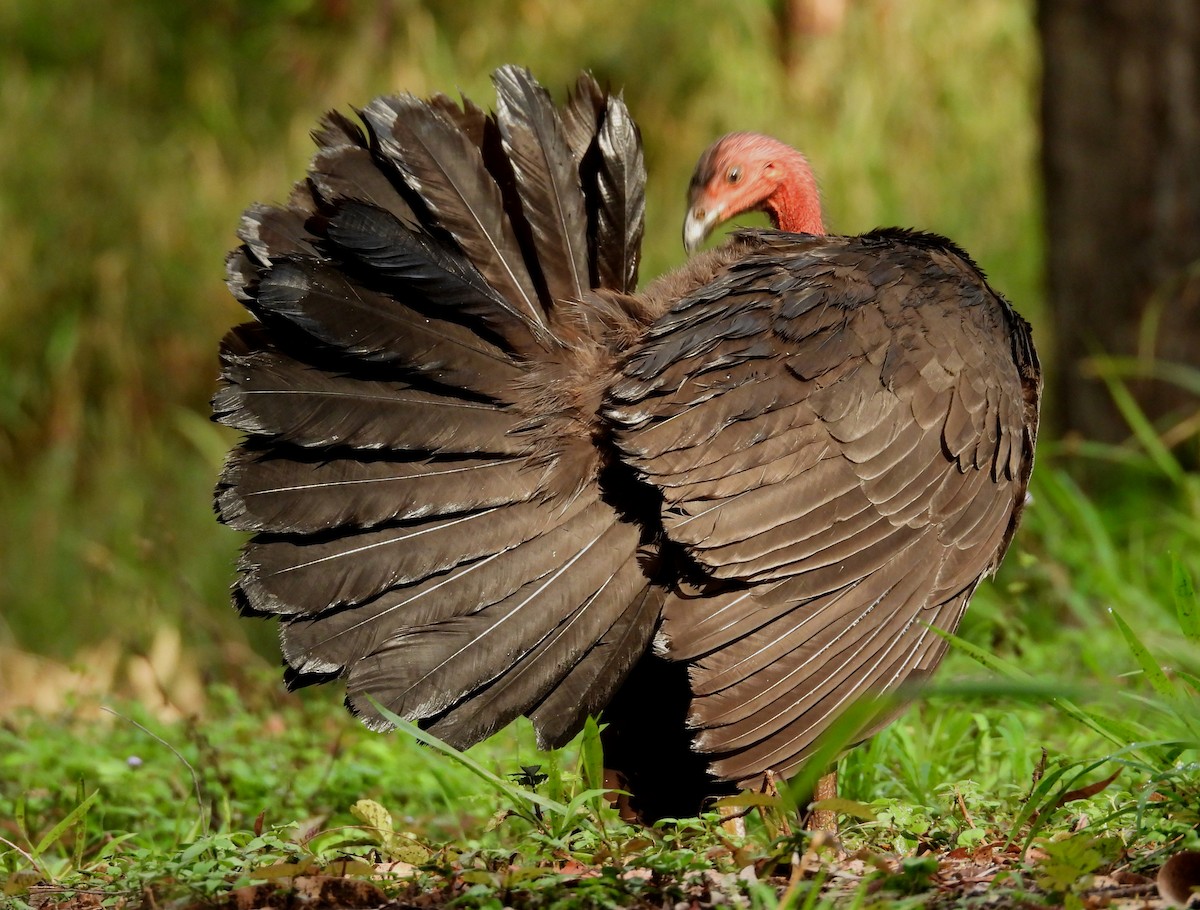 Australian Brushturkey - ML644502759