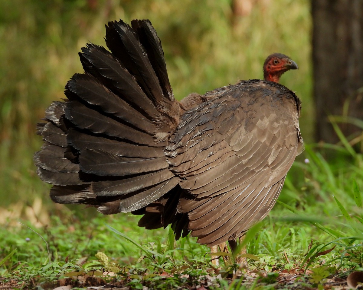 Australian Brushturkey - ML644502768
