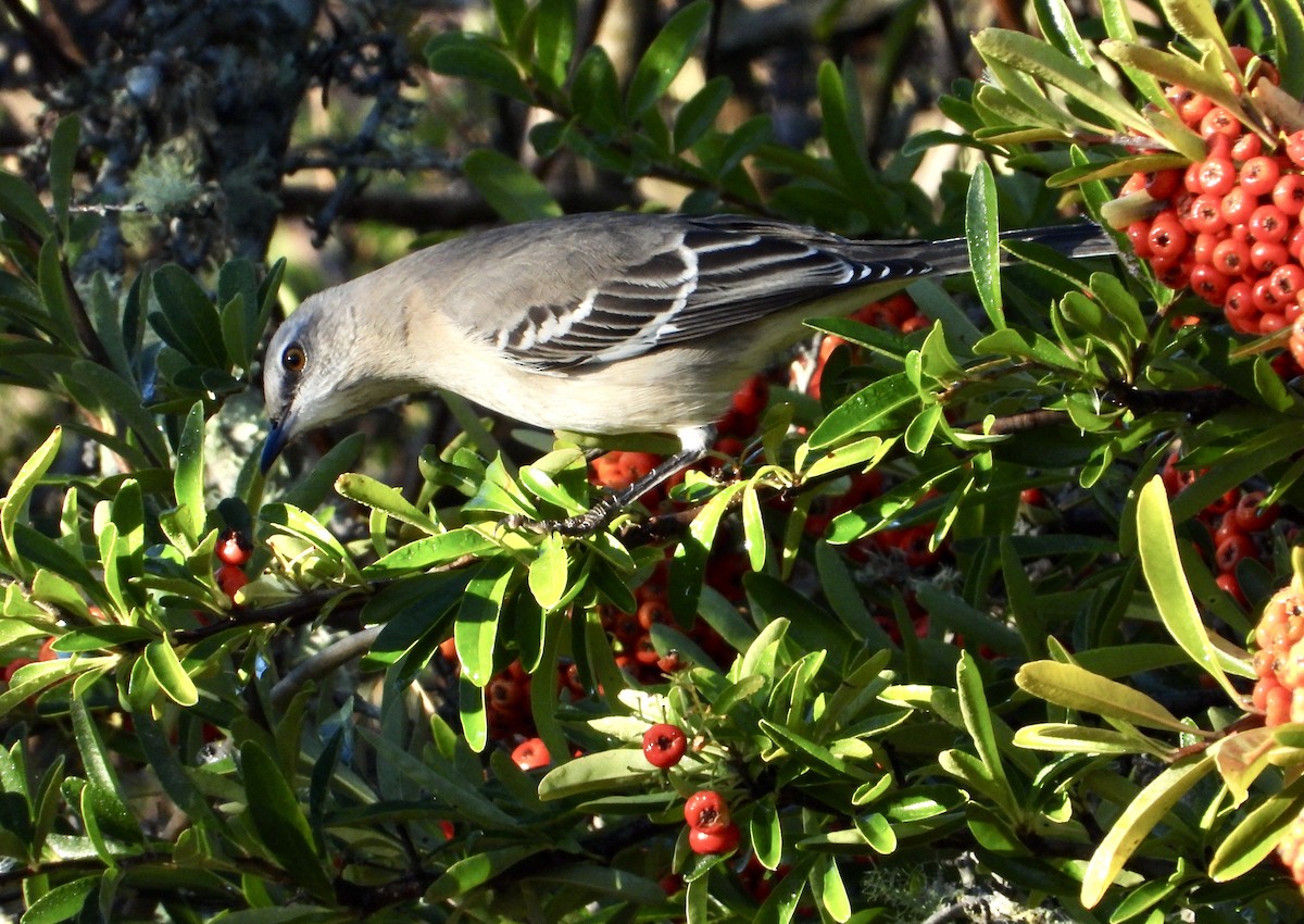 Kuzeyli Taklitçi - ML644502772