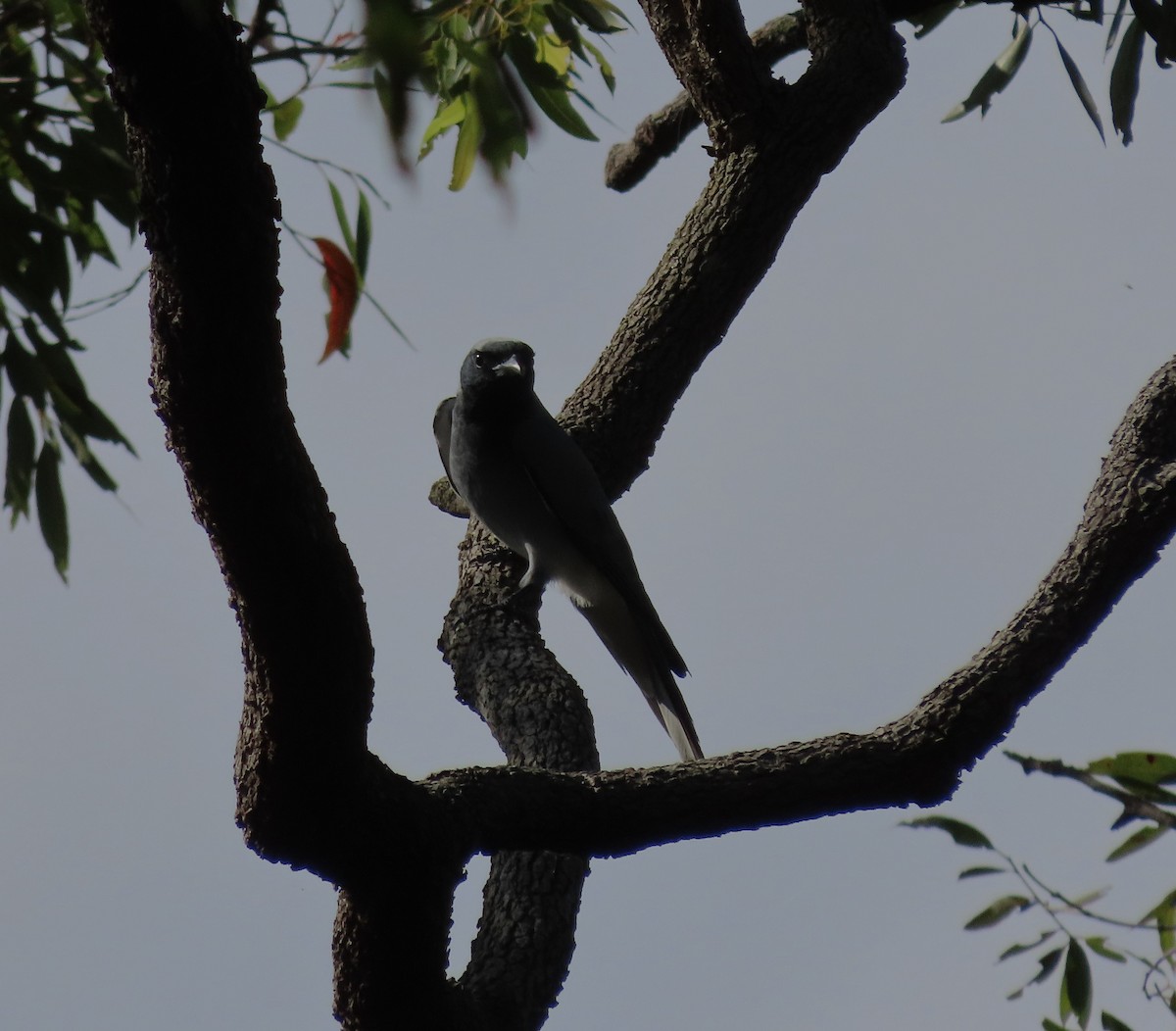Black-faced Cuckooshrike - ML644502773