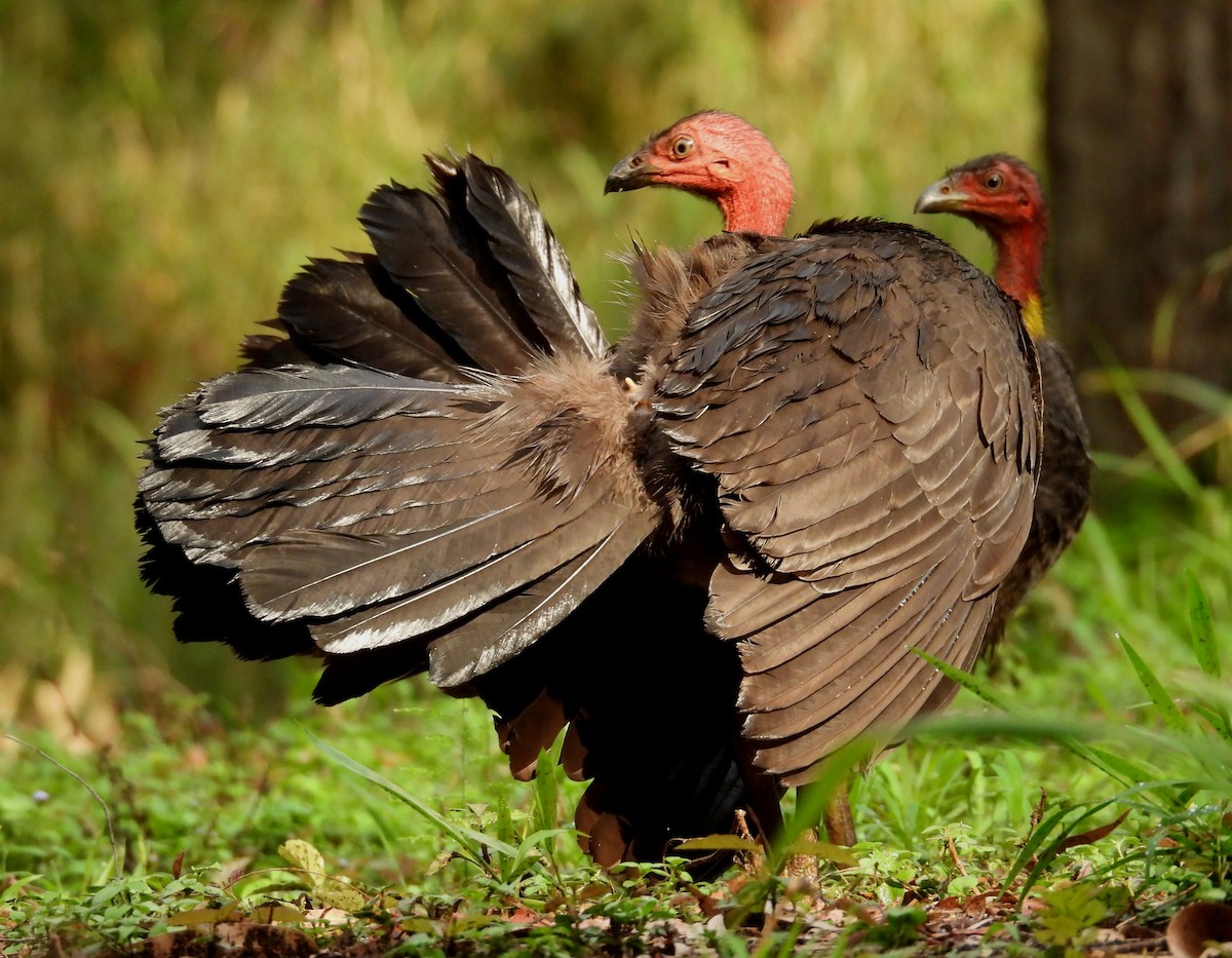Australian Brushturkey - ML644502776
