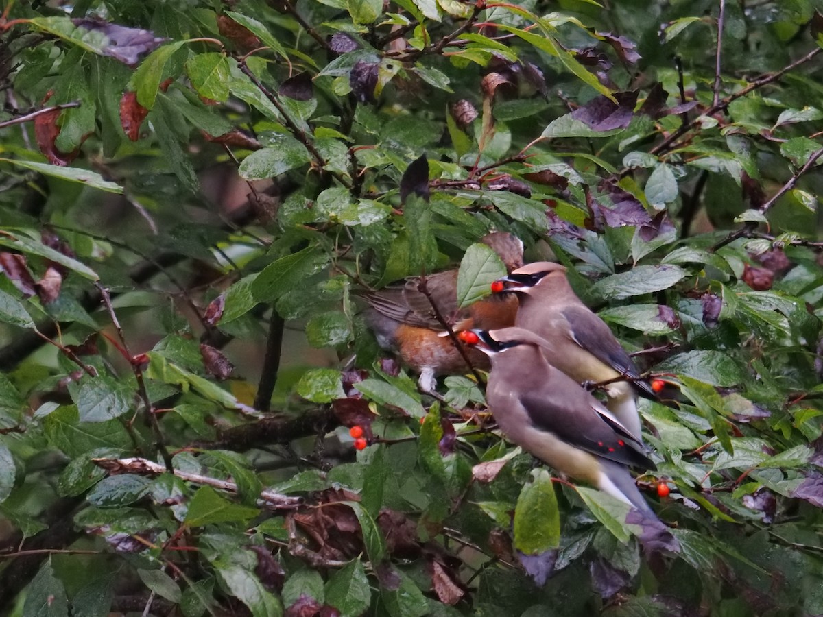 Buztanori amerikarra - ML644502778