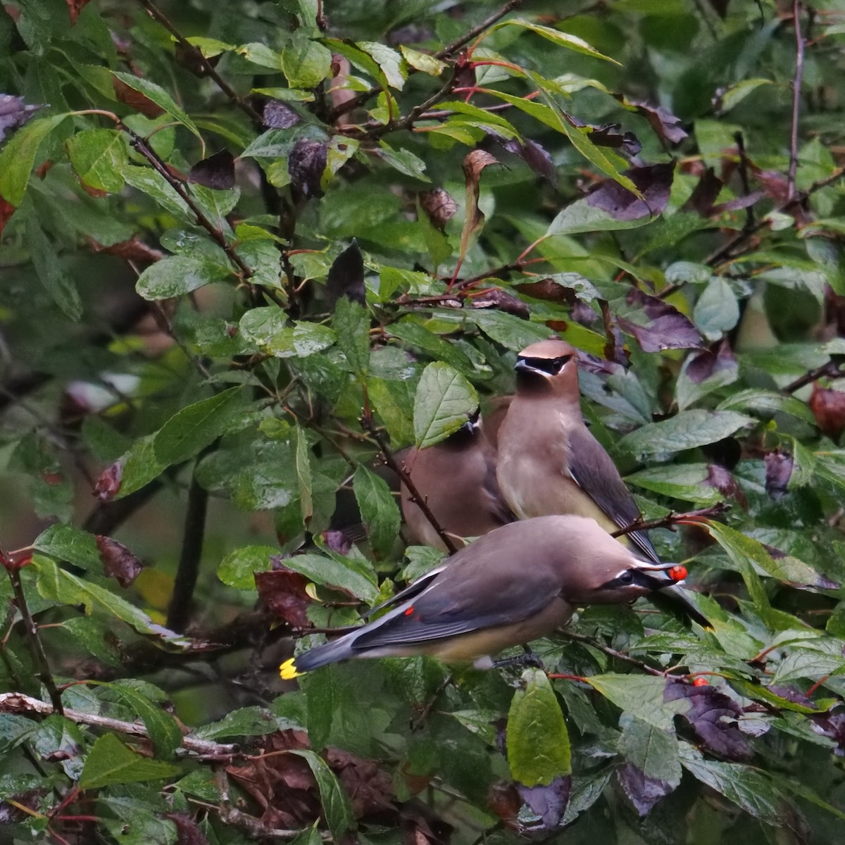 Buztanori amerikarra - ML644502780