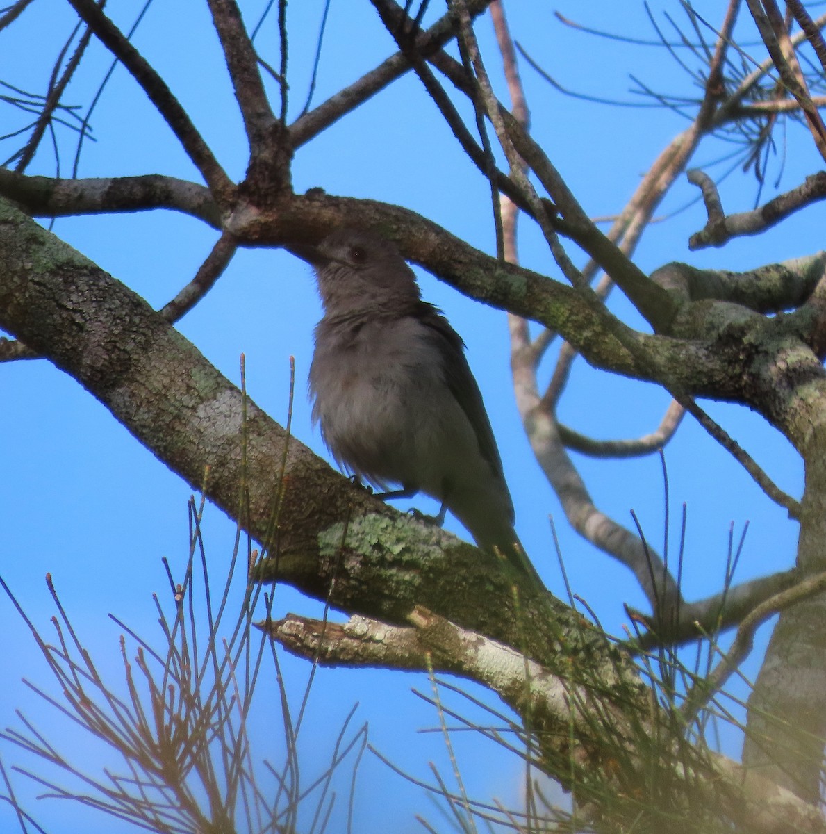 Gri Islıkçıardıç - ML644502781