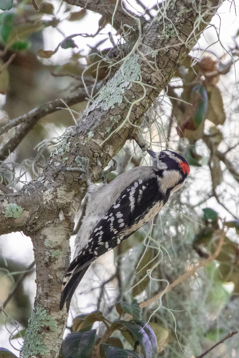 Downy Woodpecker - ML644502787
