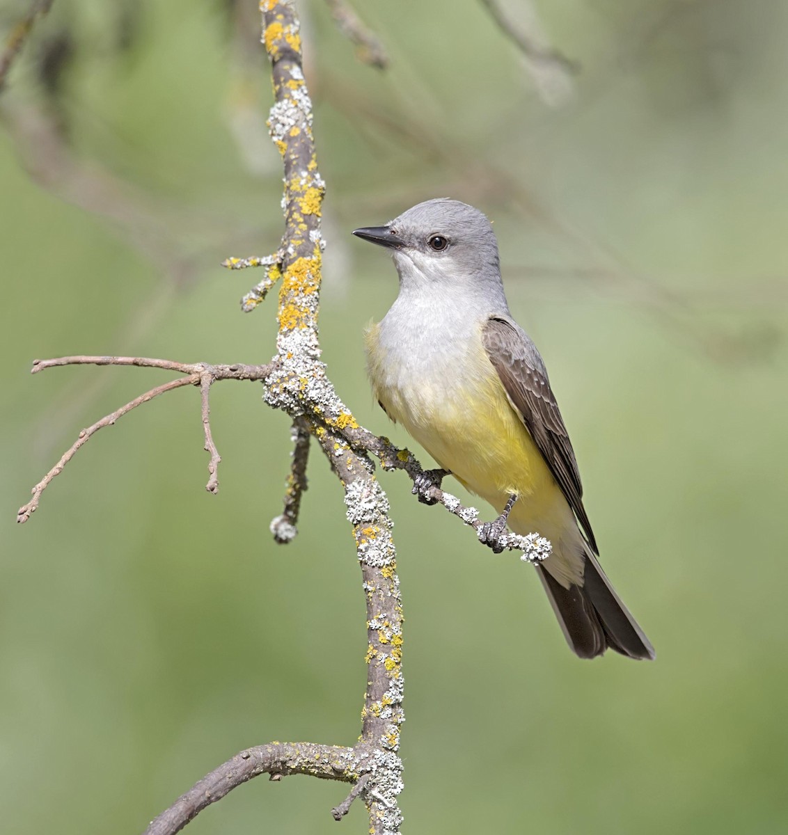 Tirano Occidental - ML644502794