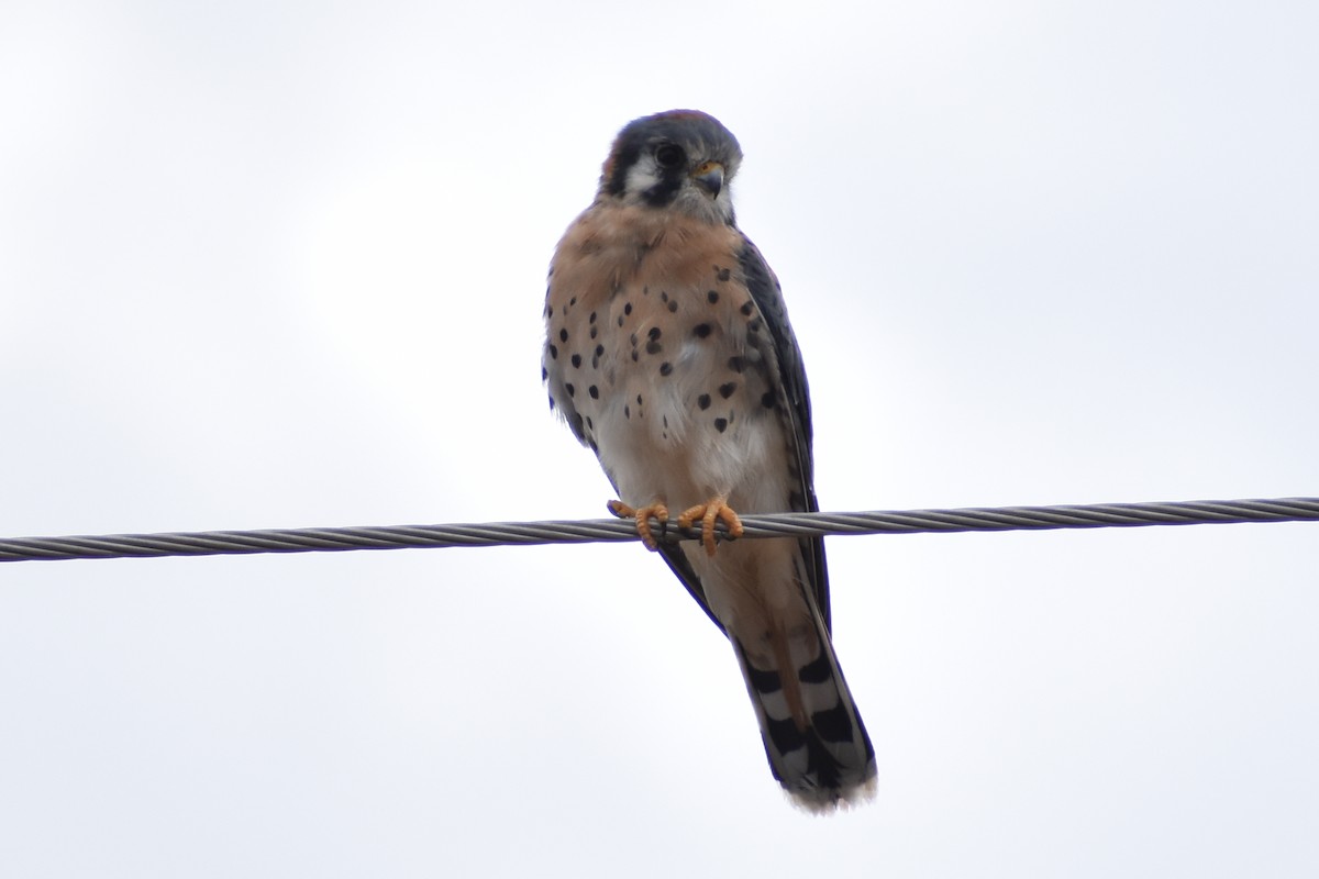 Buntfalke - ML644502804