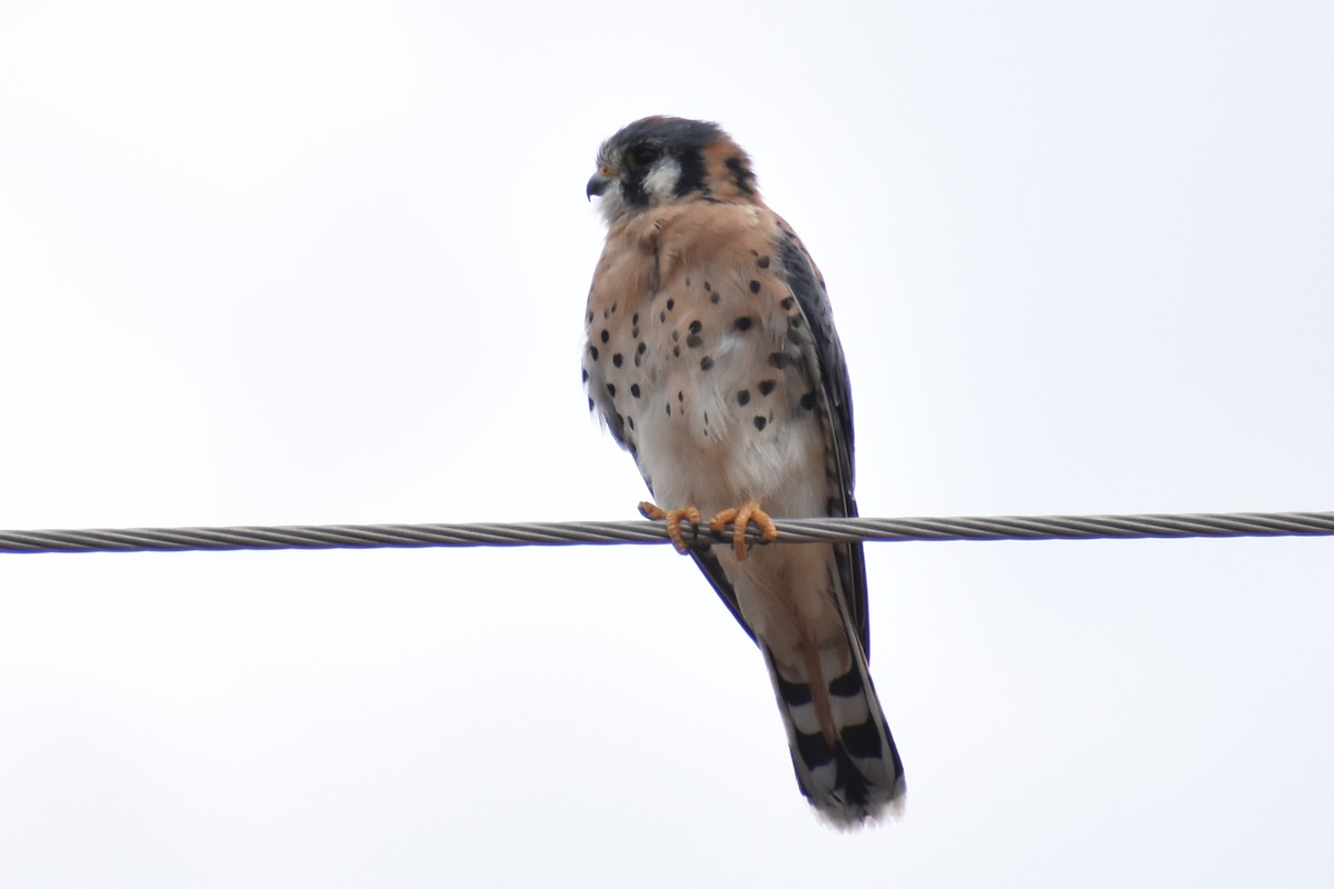 Buntfalke - ML644502805