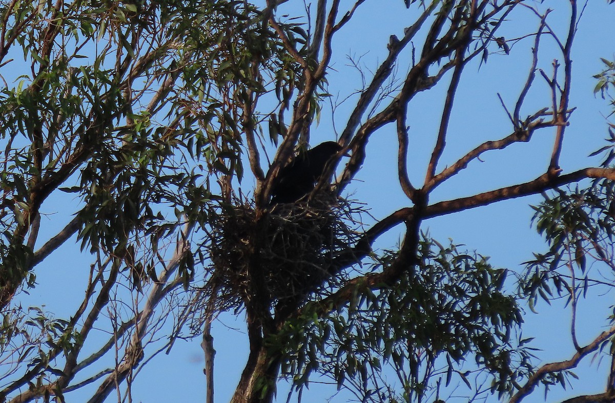 Torresian Crow - ML644502806