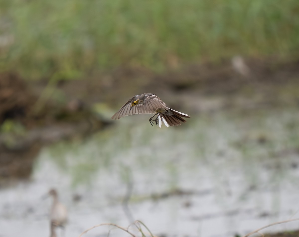 sitronerle - ML644502813