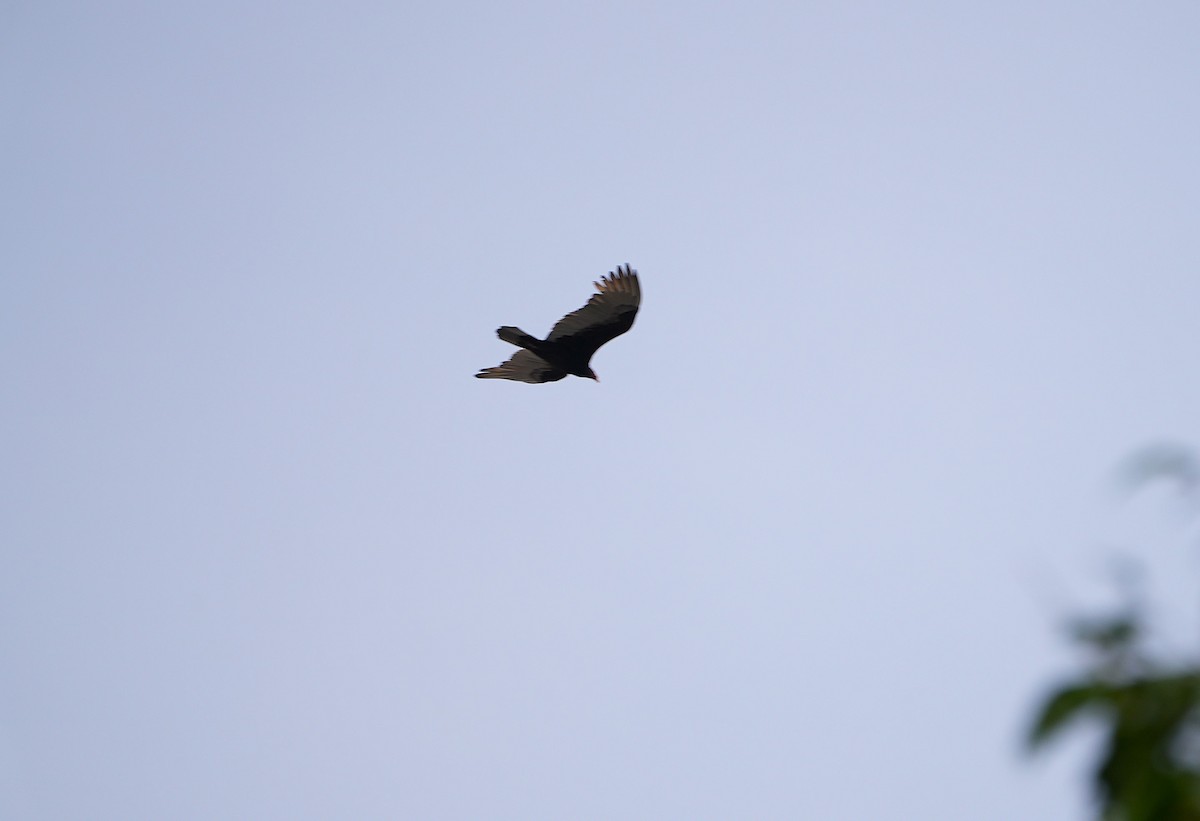 ヒメコンドル - ML644502825