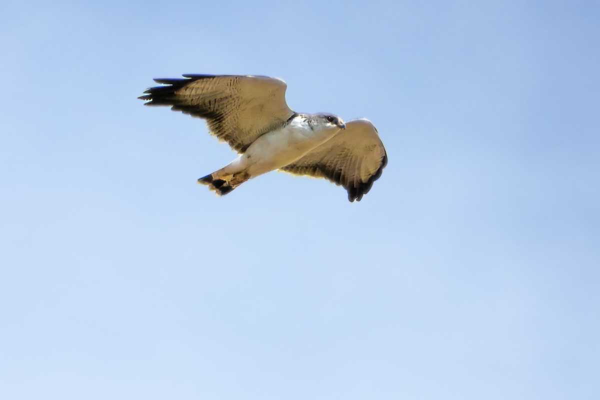 Variable Hawk - ML644502828